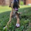 APPLE, un chiot à croquer