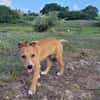 APPLE, un chiot à croquer
