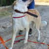 DUQUE