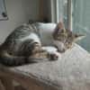 Ginette