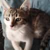 Ginette