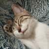 Ginette