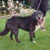Napoleon  - PLZ 68642