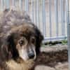Yamka - sucht dringend ein Zuhause