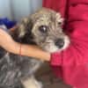 Max, kleiner Charmeur sucht Körbchen