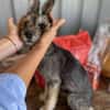 Max, kleiner Charmeur sucht Körbchen