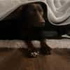 Die liebe Hazel sucht ein neues Zuhause