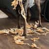 Die liebe Hazel sucht ein neues Zuhause