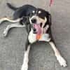 Kyro - wartet in der Eifel PLZ 54673