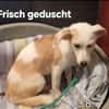 Aida sucht fröhliches Zuhause