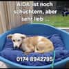 Aida sucht fröhliches Zuhause