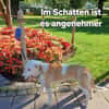 Aida sucht fröhliches Zuhause