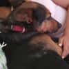 Tulma1 sucht ein Zuhause/Pflegestelle