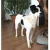 Sookee -wartet in 54497 Morbach