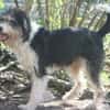 Struppi, liebenswerter Senior in 59394
