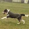 Struppi, liebenswerter Senior in 59394