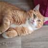 KENO - geb. ca. 2017 - FIV positiv