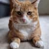 KENO - geb. ca. 2017 - FIV positiv
