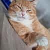 KENO - geb. ca. 2017 - FIV positiv