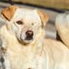 Eshtie, kleiner Pirat sucht seine Heimat