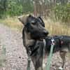 Junghund MORITZ sucht sein Zuhause!