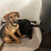Kayo -zur Pflege in 23701 Bockholt-