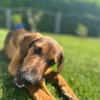Kayo -zur Pflege in 23701 Bockholt-