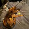 Kayo -zur Pflege in 23701 Bockholt-