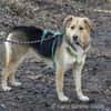 Casper sucht ein liebevolles Zuhause