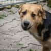 Casper sucht ein liebevolles Zuhause
