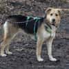 Casper sucht ein liebevolles Zuhause