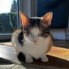 Lori sucht geduldiges Zuhausee