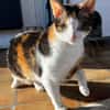 Lori sucht geduldiges Zuhausee