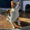 Lori sucht geduldiges Zuhausee
