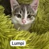 4 zahme geimpfte Kitten
