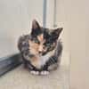 CATLICIOUS