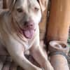 PHOENIX Croisée Labrador Femelle junior