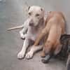 PHOENIX Croisée Labrador Femelle junior