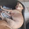 PHOENIX Croisée Labrador Femelle junior