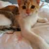 MACCHIA gattina dolcissima