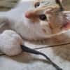 MACCHIA gattina dolcissima