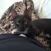 HUGGY-WUGGY, chaton mâle type européen