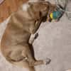 🆘 CREAM in 41236 Mönchengladbach 🆘🆘