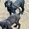 Five sucht seine Herzensmenschen 🐾