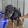 Merle, zartes Hundekind sucht Zuhause