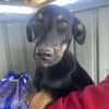 Merle, zartes Hundekind sucht Zuhause