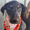 Merle, zartes Hundekind sucht Zuhause