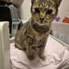 Josie sucht ein liebevolles Zuhause