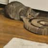 Josie sucht ein liebevolles Zuhause