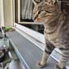 Josie sucht ein liebevolles Zuhause